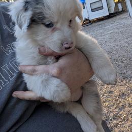 Australian Shepherd and Great Dane Puppies from AEW Farm