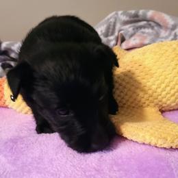 Blk Female 1 - Black female Scottish Terrier puppy in Smiths Grove, Kentucky from Moore's We Little Farm AKC Scotties