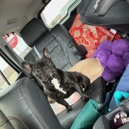 Nyx - French Bulldog