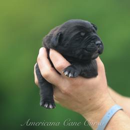 Boy 1 - Black brindle male Cane Corso puppy in Cable, Ohio from Americana Cane Corso