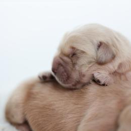 Male show bred puppy (family pet) - Golden male Golden Retriever puppy in Lemoore, California from UnrivaledGoldens