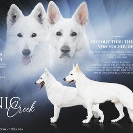 Aspen - Berger Blanc Suisse