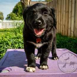 Border Collie, Golden Retriever, and Sporty Mix Puppies from Turbo Border Collies & Coltrievers
