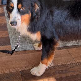 Bernard - Black tri male Miniature American Shepherd puppy in Jonesborough, Tennessee from Bouchard’s Best Shepherds