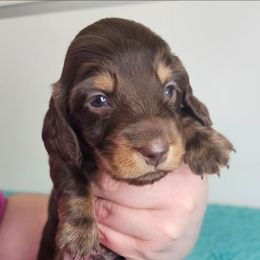 Chocolate and tan male - Chocolate and tan male Dachshund puppy in Belle Rive, Illinois from Akin's Miniature Dachshunds, LLC