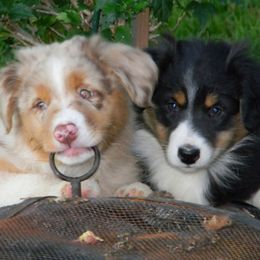 Australian Shepherd Puppies from Gypsy's Charm Australian Shepherds