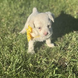 Girl 1 - White female Shihpoo puppy in Junction, Utah from Sugar Doodles