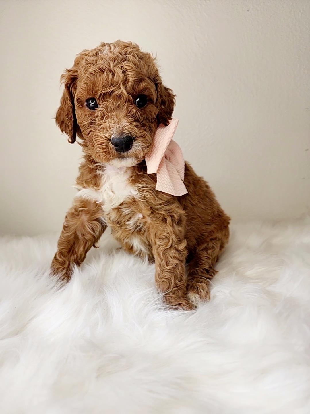 Bernedoodle, Goldendoodle, and Labradoodle Puppies from Only Doodles!