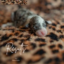 Results - Blue merle male Aussiedoodle puppy in Inman, South Carolina from Dark Corner Doodles