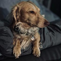 Remi - Dachshund