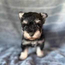 Tinker - Salt and pepper female Miniature Schnauzer puppy in Atoka, Oklahoma from Boggy Depot Cavaliers & Friends