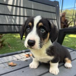 Handsome - Black and white male Cardigan Welsh Corgi puppy in Wekiwa Springs, Florida from It is Corgiland