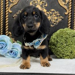 Simon 2099.00 - Black and tan male Dachshund puppy in Collins, Georgia from Liberty Longhair Dachshunds