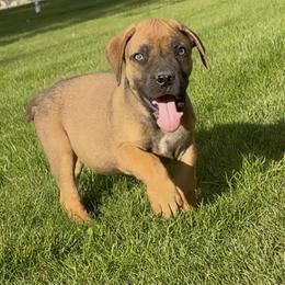 Red - Brown male Boerboel puppy in Laramie, Wyoming from Standing Stone Boerboels