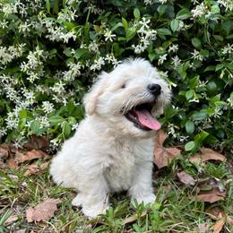 Yellow - Wheaten male Miniature Schnauzer puppy in Summerfield, Florida from M & M Schnauzers