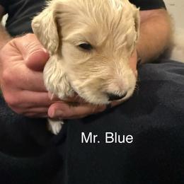 Mr. Blue - Apricot male Goldendoodle puppy in Powder Springs, Georgia from Ski Family Doodles