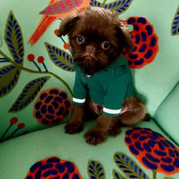 Yellow girl - Brown female Brussels Griffon puppy in Welch, Minnesota from Baringer Brussels