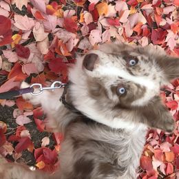 Silas - Aussiedoodle