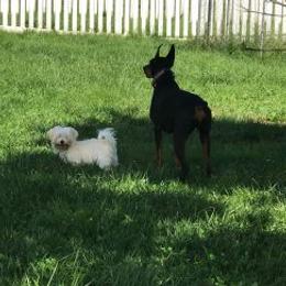 Havanese All Grown Up from Bella Dulce Havanese