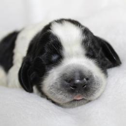 Cypress - Black and white female English Springer Spaniel puppy in Lexington, South Carolina from House Tiner Springers