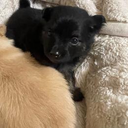 Rowan - Black and tan male Pomeranian puppy in Liverpool, Pennsylvania from Miracles With Paws