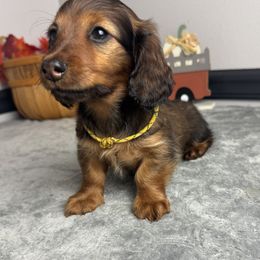Yuri - Red male Dachshund puppy in Gilbertsville, Kentucky from DeLaunes Dachshunds
