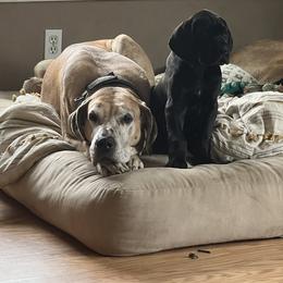 Great Dane Puppies from Split Rock Danes