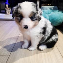 Miniature American Shepherd Puppies from Jem Miniature American Shepherds