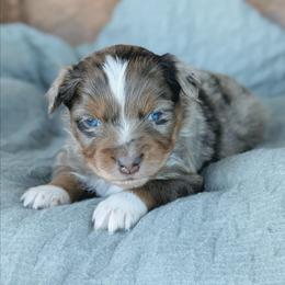 Rusty - Red merle male Australian Shepherd puppy in Yakima, Washington from Naches Heights Ranch