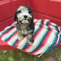 Rocky road - Merle male Whoodle puppy in Gladewater, Texas from Kalin’s K9s