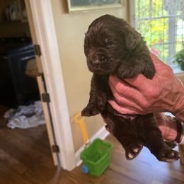 Boy 1 - Brown male Newfoundland puppy in Ellendale Forge, Pennsylvania from Opening Heavens Doors Newfoundlands
