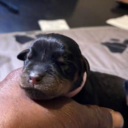 Girl 1 pink collar - Black and rust female Rottweiler puppy in Grand Rapids, Michigan from Rott-Squad Kennels