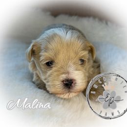 Malina - Wheaten female Miniature Schnauzer puppy in Dorr, Michigan from Enchanted Paws