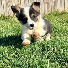 Arctic Hare - Black and tan male Pembroke Welsh Corgi puppy in Ashland, Ohio from SS Australian Shepherds
