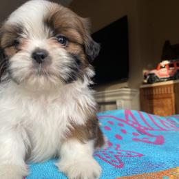 Astro - Liver and white male Shih Tzu puppy in Troy, Michigan from "Shihtzu Best Friend"
