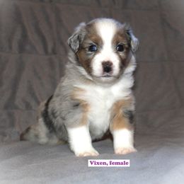 Miniature Australian Shepherd Puppies from Monticello Mini's