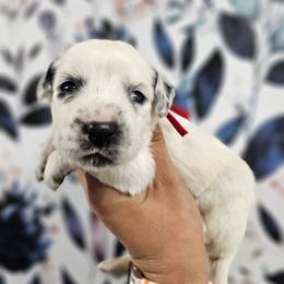 Beanie Baby - White and black male Dalmatian puppy in Gray, Georgia from Fuller Spots