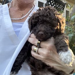 Labradoodle Puppies from Jazzy's Doodles