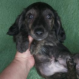 ISAAC - Black Brindle - Brindle male Dachshund puppy in Swink, Oklahoma from Palali Farm