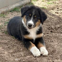 Surf - Black tri-color male Australian Shepherd puppy in Preston, Idaho from KC Bar Ranch Aussies