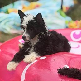 Azalea - Black and white female Chinese Crested puppy in Sweet Home, Oregon from Rhapsody Poodles & Cresteds