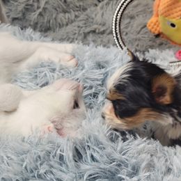 Stanley (Nightwolf) - Parti Yorkshire Terrier puppy in Elon, North Carolina from Parti Yorkies