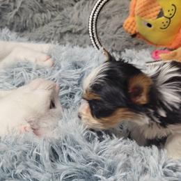 Stanley (Nightwolf) - Parti Yorkshire Terrier puppy in Elon, North Carolina from Parti Yorkies