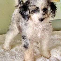 Aussiedoodle, Australian Shepherd, and Miniature Australian Shepherd Puppies from Bline's Awesome Aussies CA