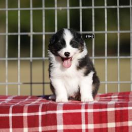 BTM3 - Black tri-color male Australian Shepherd puppy in Warm Springs, Georgia from Out West Aussies