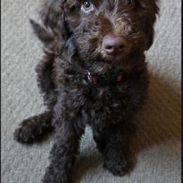 Goldendoodle Puppies from 24 Karat Doodles
