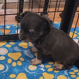 Platinum Steel - Blue male Chihuahua puppy in Tremonten, Utah from Qu-Te's Chihuahuas