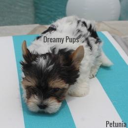AKC Petunia Baby Doll Face SOLD - Black tan and white female Biewer Terrier puppy in Kennesaw, Georgia from Dreamy Pups