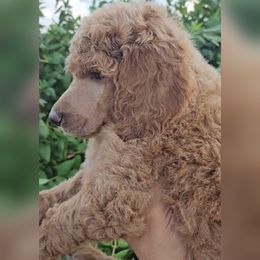 Blue collar - Apricot male Poodle puppy in El Paso, Texas from Paws Of Beauty