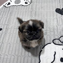 Kashmere bleu Kouture - Blue and white male Shih Tzu puppy in Trinity, North Carolina from Trinity Shih Tzu
